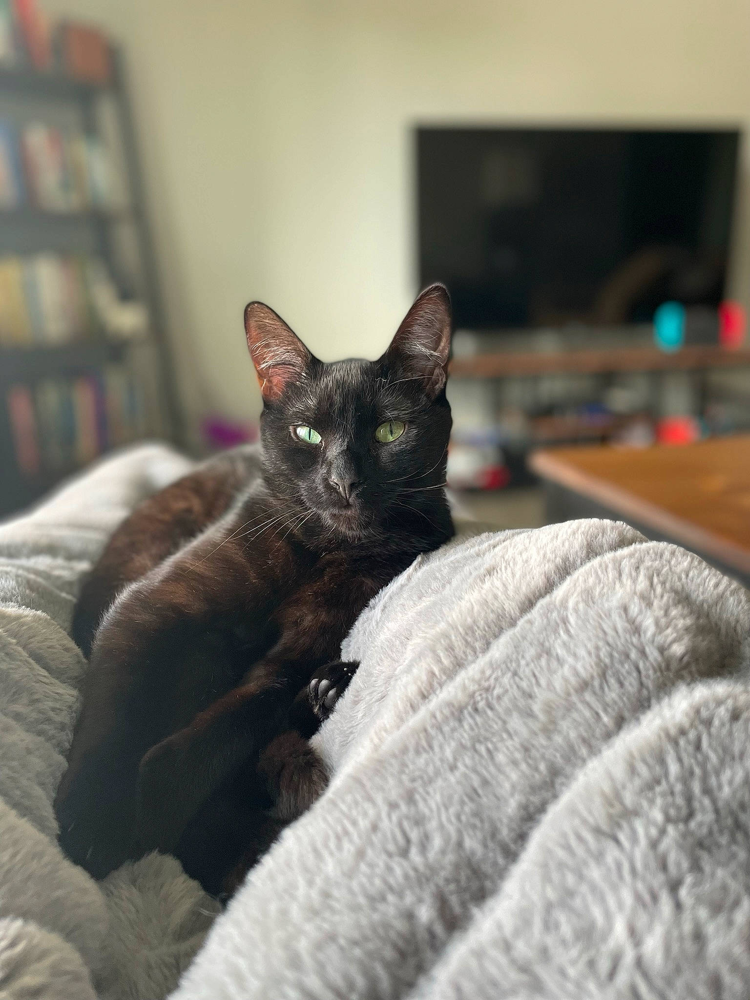 Edgar is registered to the contest to win money with this photo: black_cat, bombay, bookcase, carnivore, cat, comfort, domestic_short_haired_cat, fawn, felidae, fur, grey, havana_brown, linens, picture_frame, room, shelf, small_to_medium_sized_cats, snout, television, whiskers