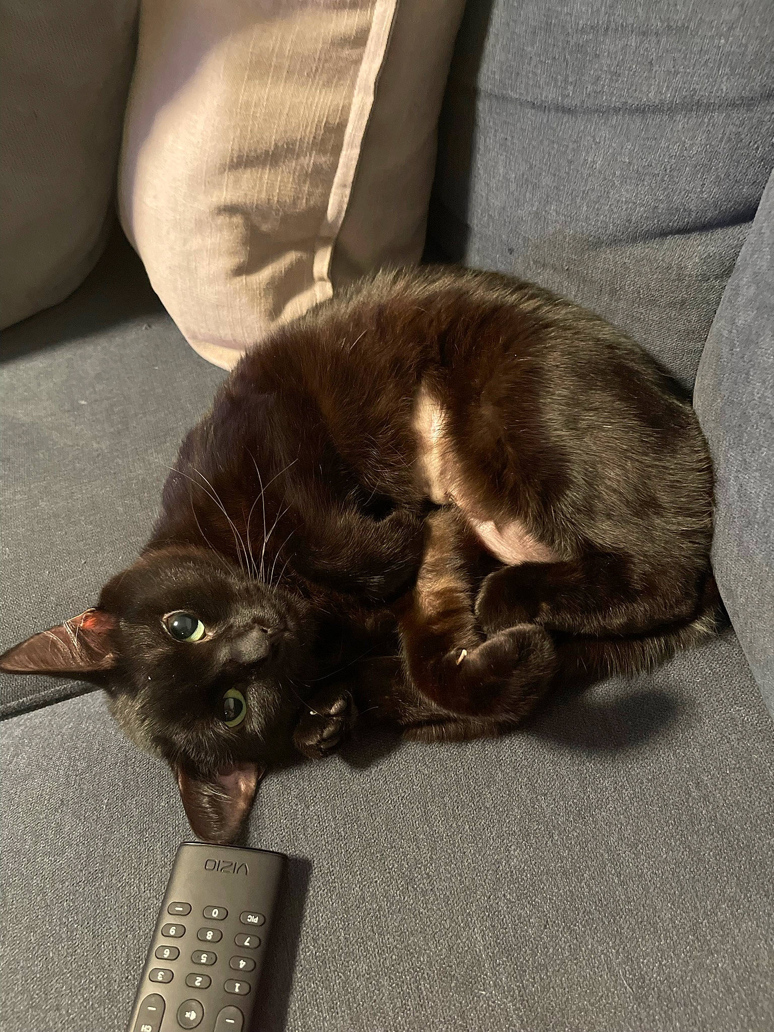 Edgar is registered to the contest to win money with this photo: black_cat, canidae, carnivore, cat, claw, comfort, couch, dog_breed, domestic_short_haired_cat, ear, felidae, fur, liver, paw, plant, remote_control, small_to_medium_sized_cats, snout, tail, whiskers