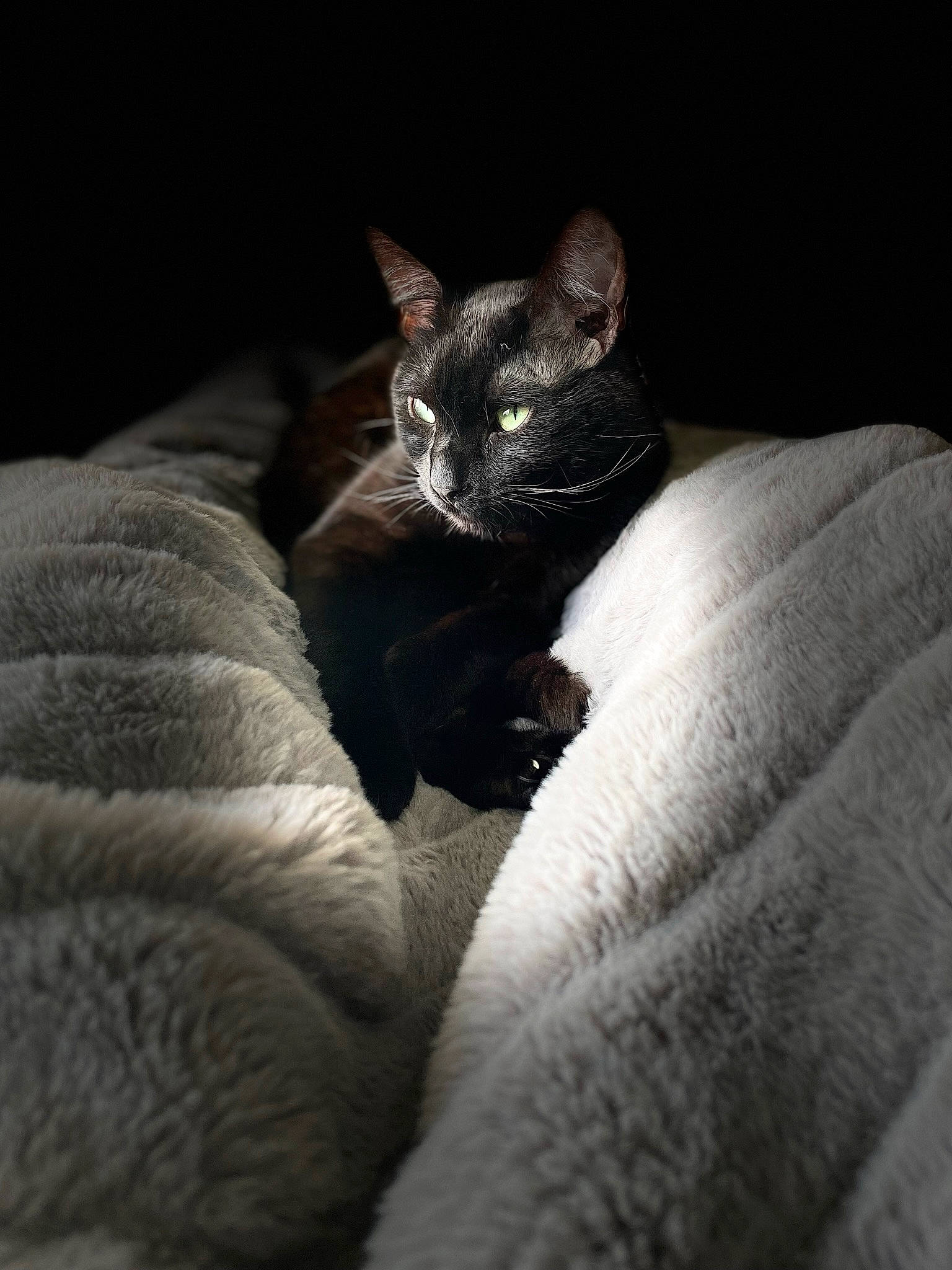 Edgar joined the competition — help win amazing prizes! black_cat, bombay, carnivore, cat, claw, comfort, darkness, domestic_short_haired_cat, eye, felidae, fur, grey, iris, sitting, small_to_medium_sized_cats, snout, tail, terrestrial_animal, whiskers, wildlife