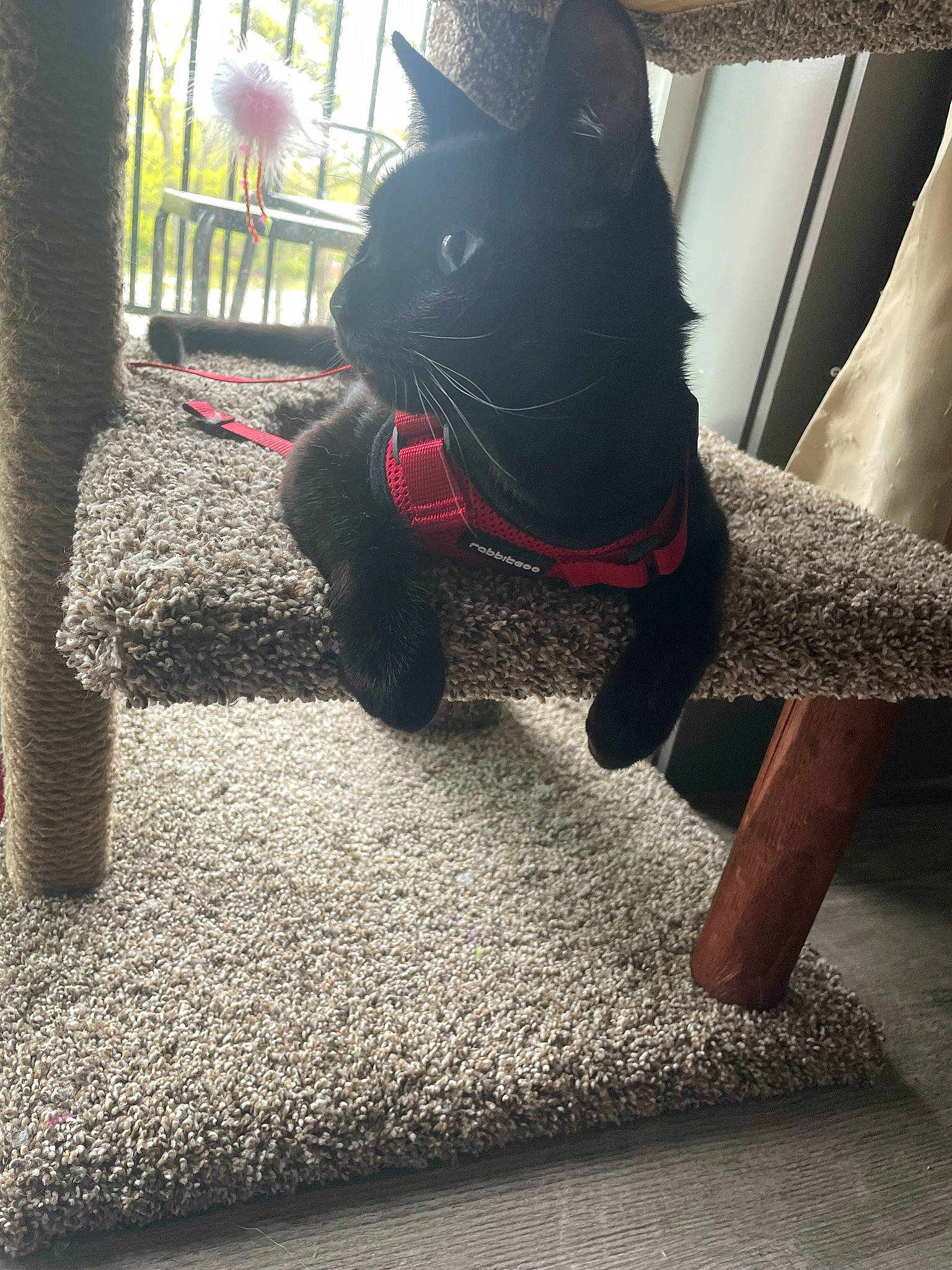 Edgar joined the competition — help win amazing prizes! carnivore, collar, comfort, companion_dog, dog, dog_breed, dog_collar, fawn, felidae, flooring, grey, leg, plant, small_to_medium_sized_cats, snout, tail, tints_and_shades, whiskers, window, working_animal