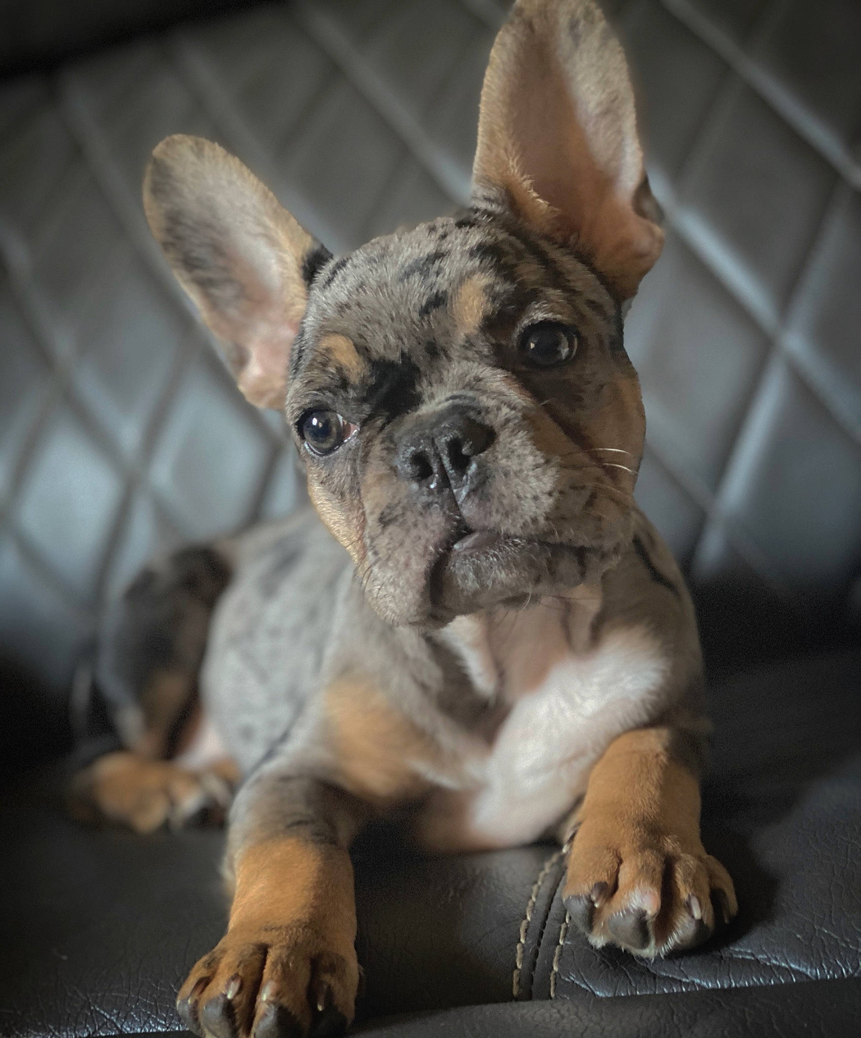 Iggy joined the competition — help win amazing prizes! beige, canidae, carnivore, dog, dog_breed, fawn, liver, mammal, neck, non_sporting_group, organ, pet_supply, puppy, skin, snout, terrestrial_animal, toy_dog, vertebrate, whiskers, working_animal