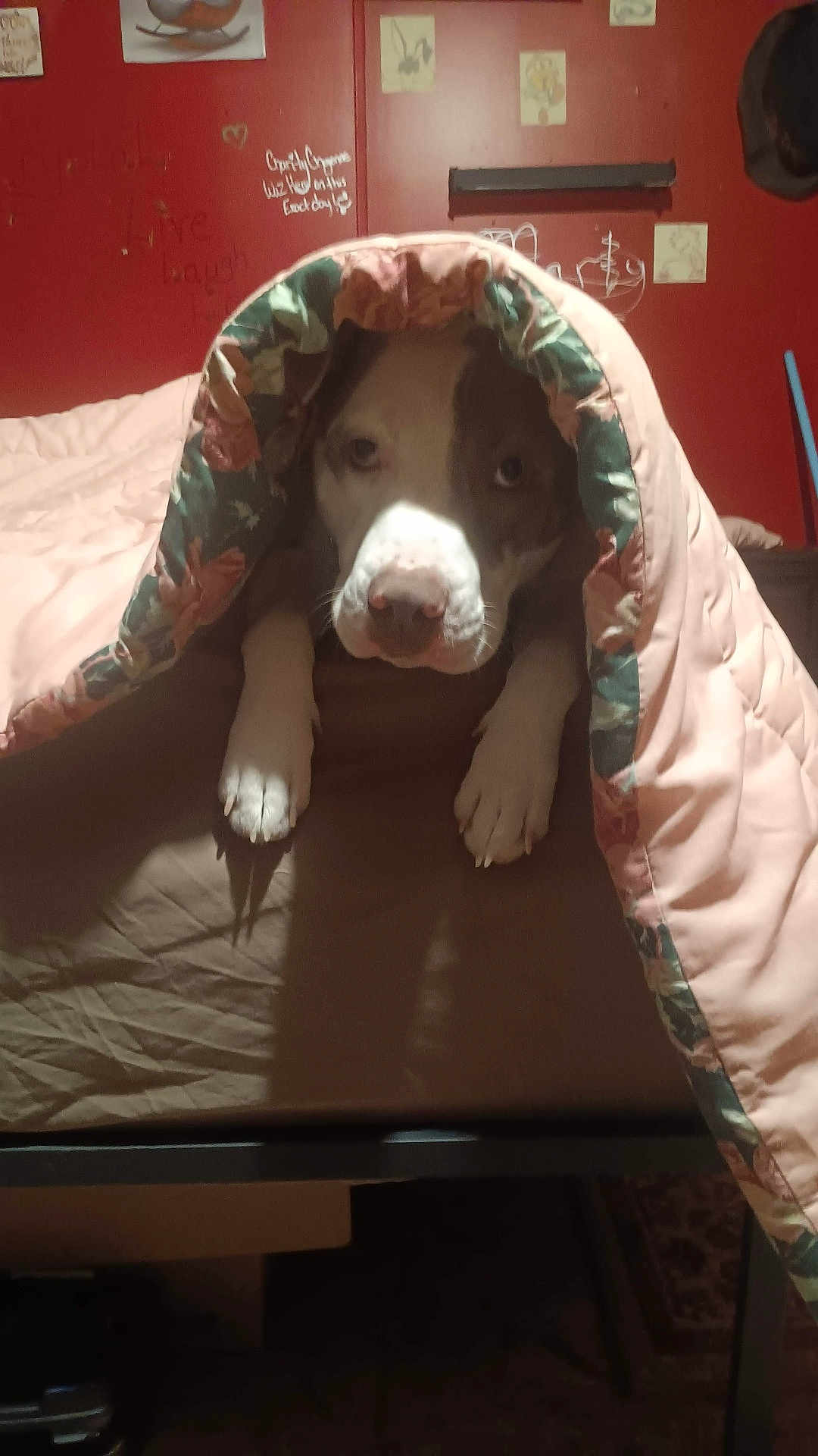 Apollo joined the competition — help win amazing prizes! dog, blanket, bed, paws, muzzle, comforter, bedroom, red_wall, doodle, sticker, head_on_bed, pet, indoor, cozy, portrait, looking_up, resting, furry, cute, furniture