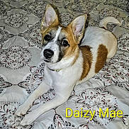 Daizy Mae is registered to the contest to win money with this photo: animal, bed, blanket, brown_fur, canine, collar, cute, dog, domestic_animal, ears, fur, indoor, looking_at_camera, lying_down, nose, patterned_bedspread, paw, pet, resting, white_fur