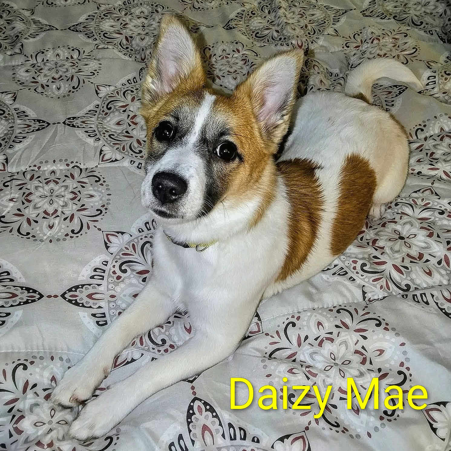 Daizy Mae