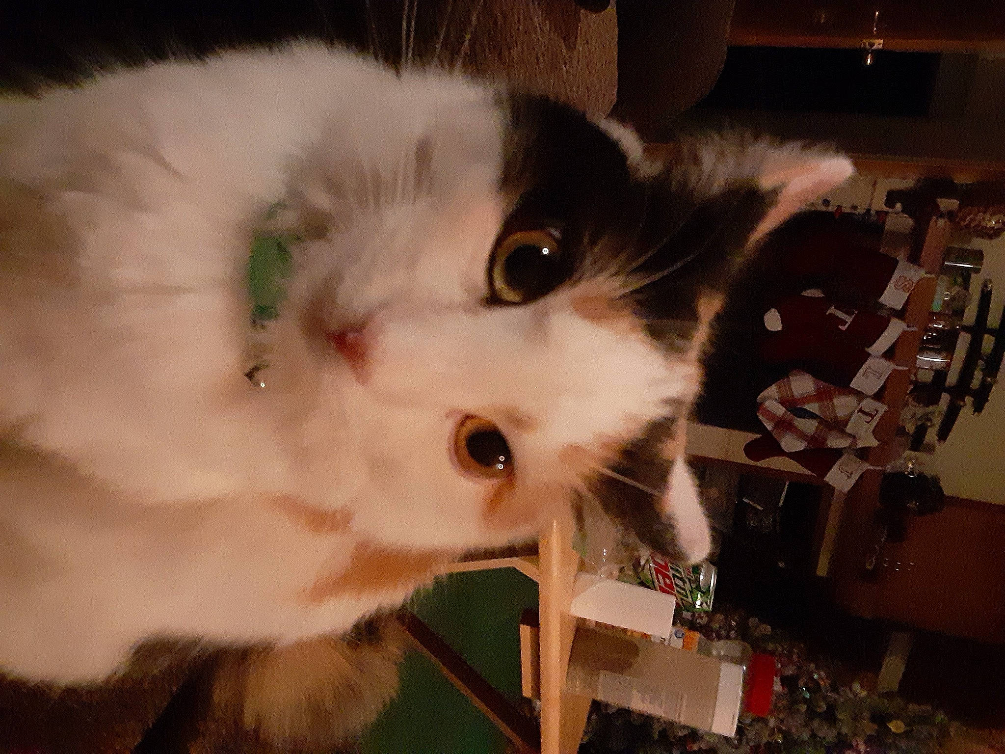 Bella Star joined the competition — help win amazing prizes! carnivore, cat, companion_dog, domestic_short_haired_cat, ear, fawn, felidae, fur, natural_material, small_to_medium_sized_cats, snout, whiskers