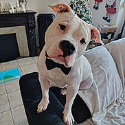 Roméo a rejoint le concours — aidez-le/la à gagner de superbes lots ! animal, blanket, bow_tie, christmas_tree, companion, couch, cute, decorations, dog, festive, fireplace, furniture, head_tilt, holiday_decor, indoors, living_room, pet, statue, tile_floor, white_dog