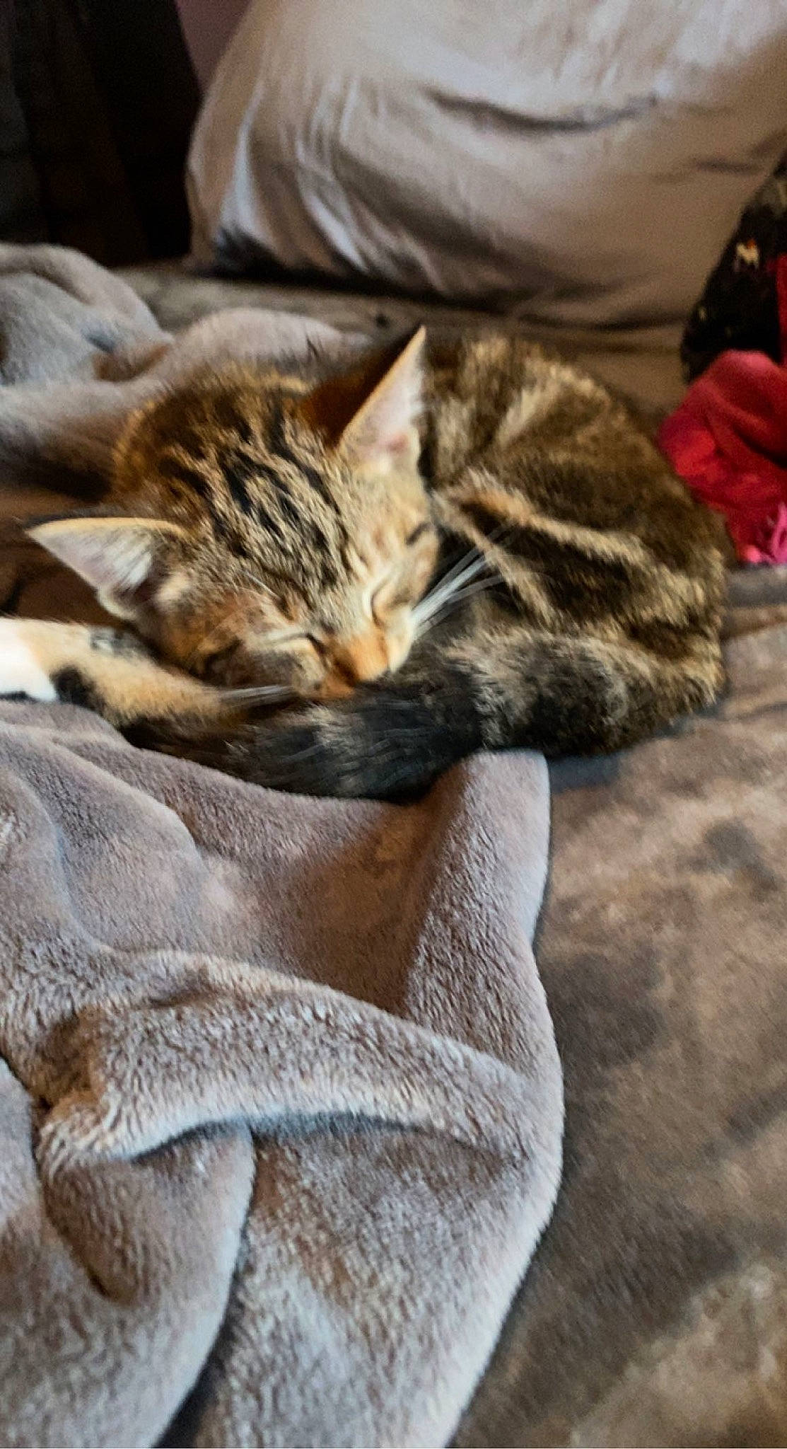 Presley joined the competition — help win amazing prizes! carnivore, cat, claw, comfort, domestic_short_haired_cat, fawn, felidae, fur, grey, linens, mammal, nap, paw, sand, small_to_medium_sized_cats, snout, tail, vertebrate, whiskers, wood