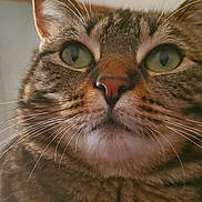Smokey joined the competition — help win amazing prizes! animal, background_blur, cat, close_up, cute, domestic_cat, ears, face, feline, fur, green_eyes, indoor, looking, muzzle, nose, pet, portrait, soft_light, tabby_cat, whiskers