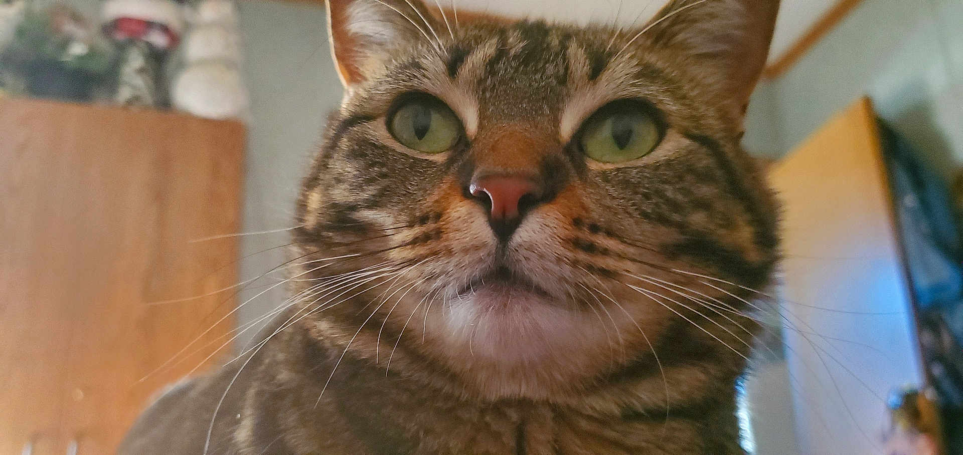 Smokey joined the competition — help win amazing prizes! animal, background_blur, cat, close_up, cute, domestic_cat, ears, face, feline, fur, green_eyes, indoor, looking, muzzle, nose, pet, portrait, soft_light, tabby_cat, whiskers
