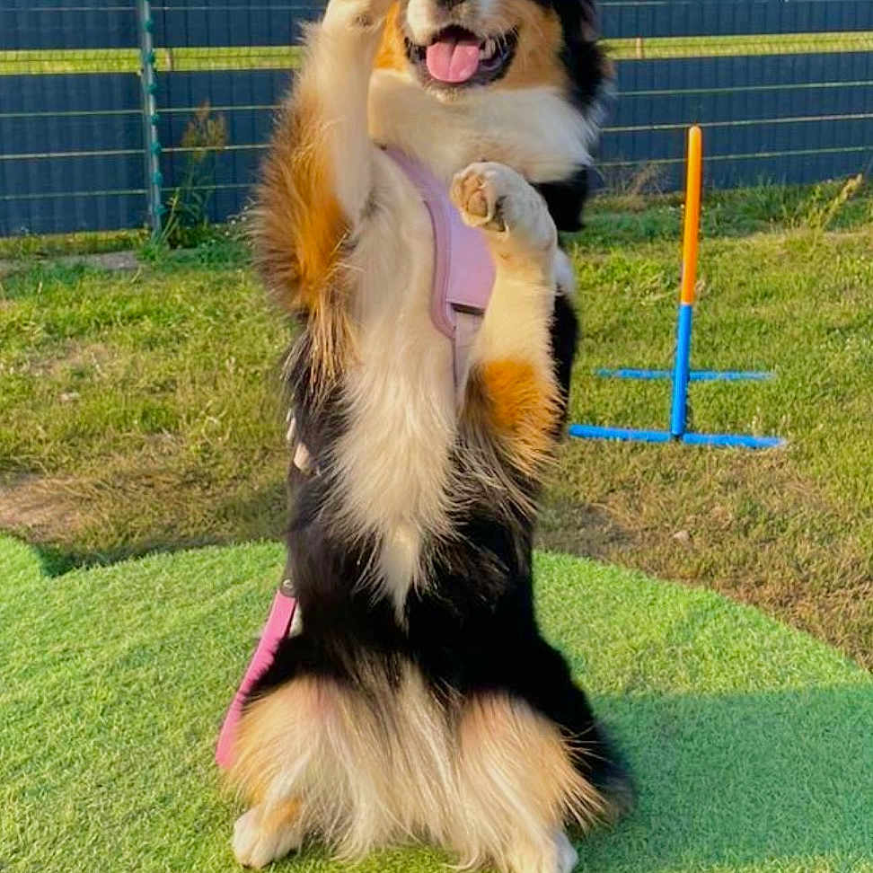 Vaïka participe au concours pour gagner de l'argent avec cette photo : agility_equipment, canine, dog, ears, eyes, fence, fur, grass, happy, leash, nose, outdoor, paw_raised, pet, platform, playful, sitting, sunny, tongue_out, tricolor