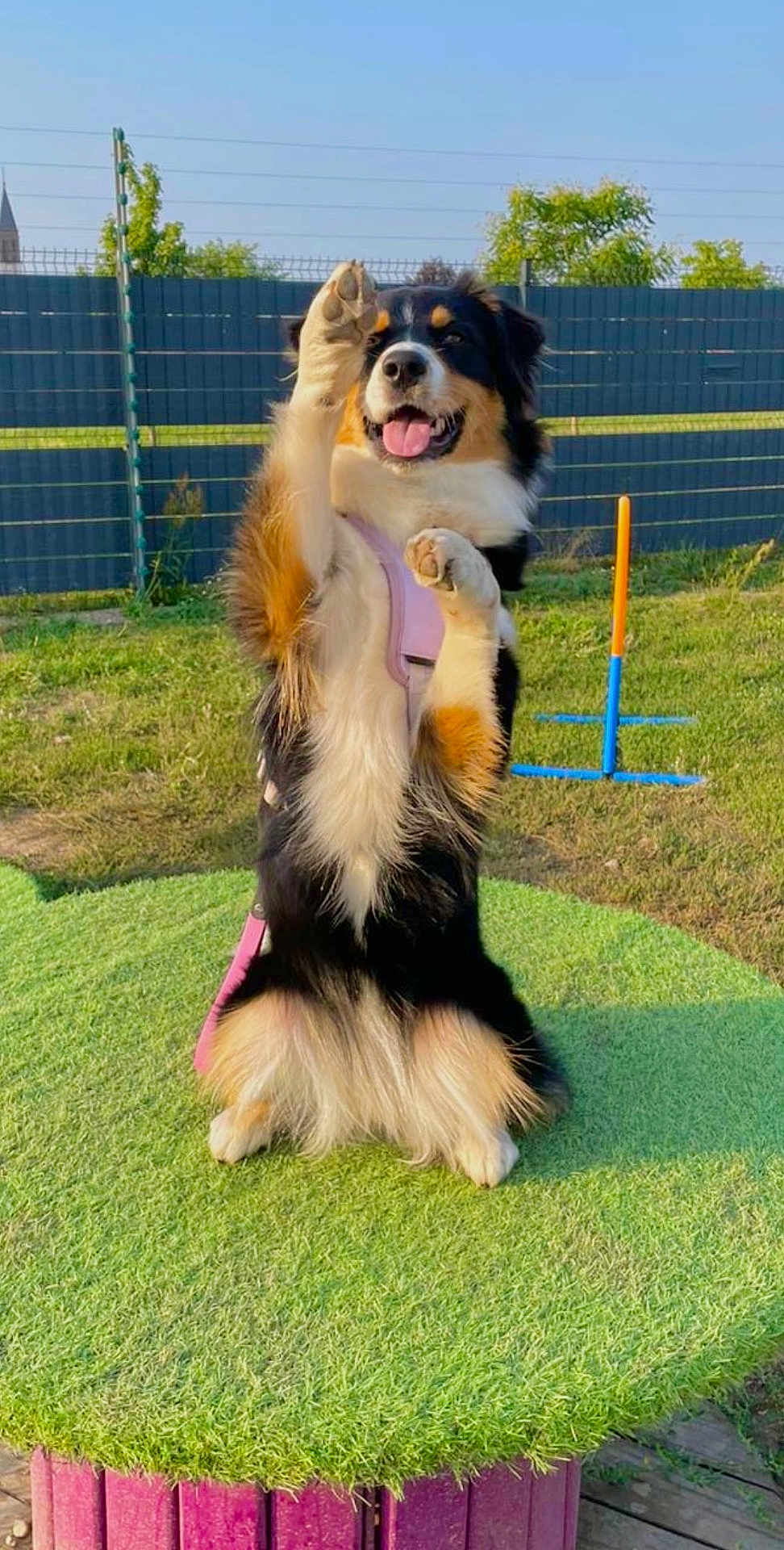 Vaïka participe au concours pour gagner de l'argent avec cette photo : dog, tricolor, sitting, paw_raised, happy, tongue_out, outdoor, grass, fence, agility_equipment, sunny, pet, playful, canine, fur, ears, nose, eyes, platform, leash