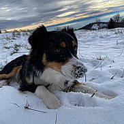 Vaïka a rejoint le concours — aidez-le/la à gagner de superbes lots ! animal, canine, clouds, cold, daytime, dog, field, fur, grass, landscape, muzzle, nature, outdoor, paw, pet, resting, scenery, sky, snow, winter