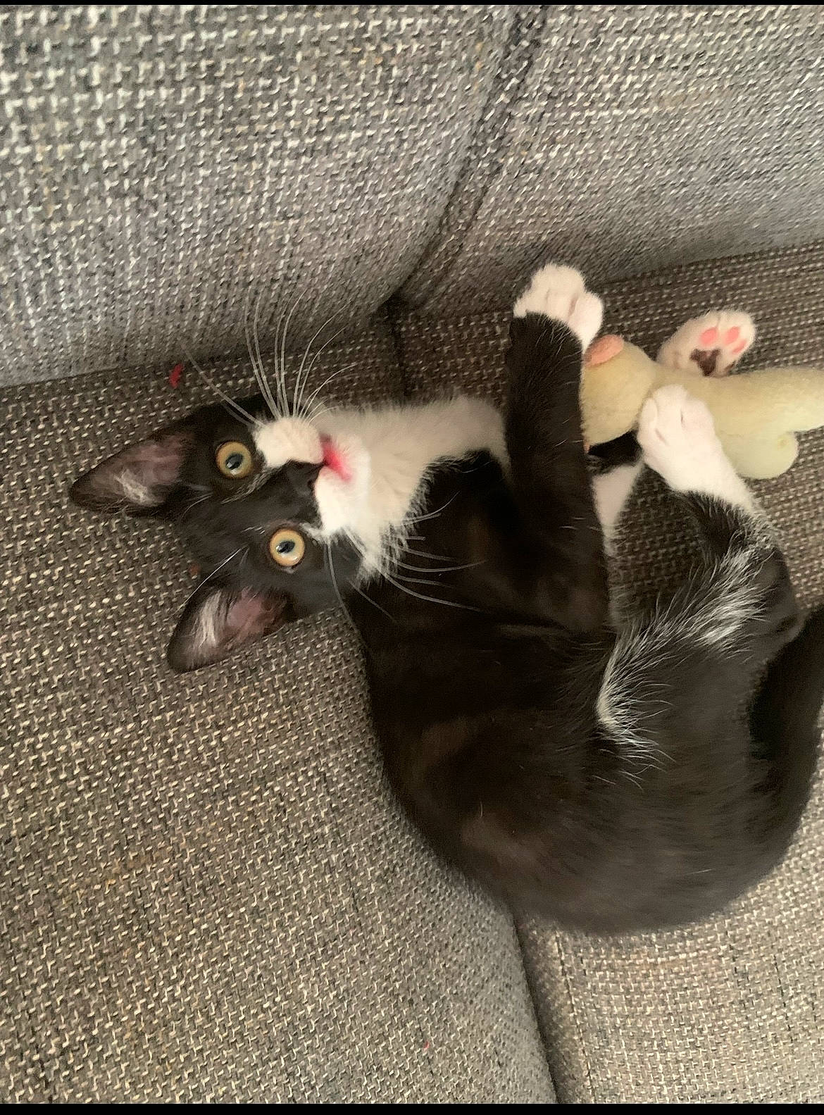 Sachat a rejoint le concours — aidez-le/la à gagner de superbes lots ! canidae, carnivore, cat, cat_toy, claw, comfort, dog_breed, domestic_short_haired_cat, fawn, felidae, foot, fur, grey, paw, small_to_medium_sized_cats, snout, tail, whiskers