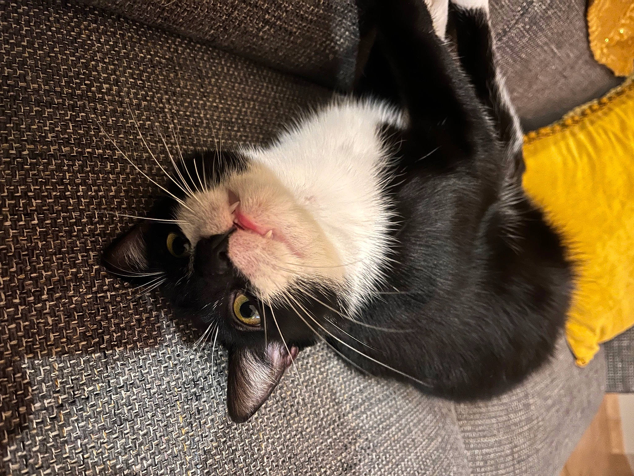 Sachat participe au concours pour gagner de l'argent avec cette photo : beard, carmine, carnivore, cat, claw, comfort, domestic_short_haired_cat, fang, felidae, foot, fur, paw, small_to_medium_sized_cats, snout, tail, tooth, whiskers, yawn