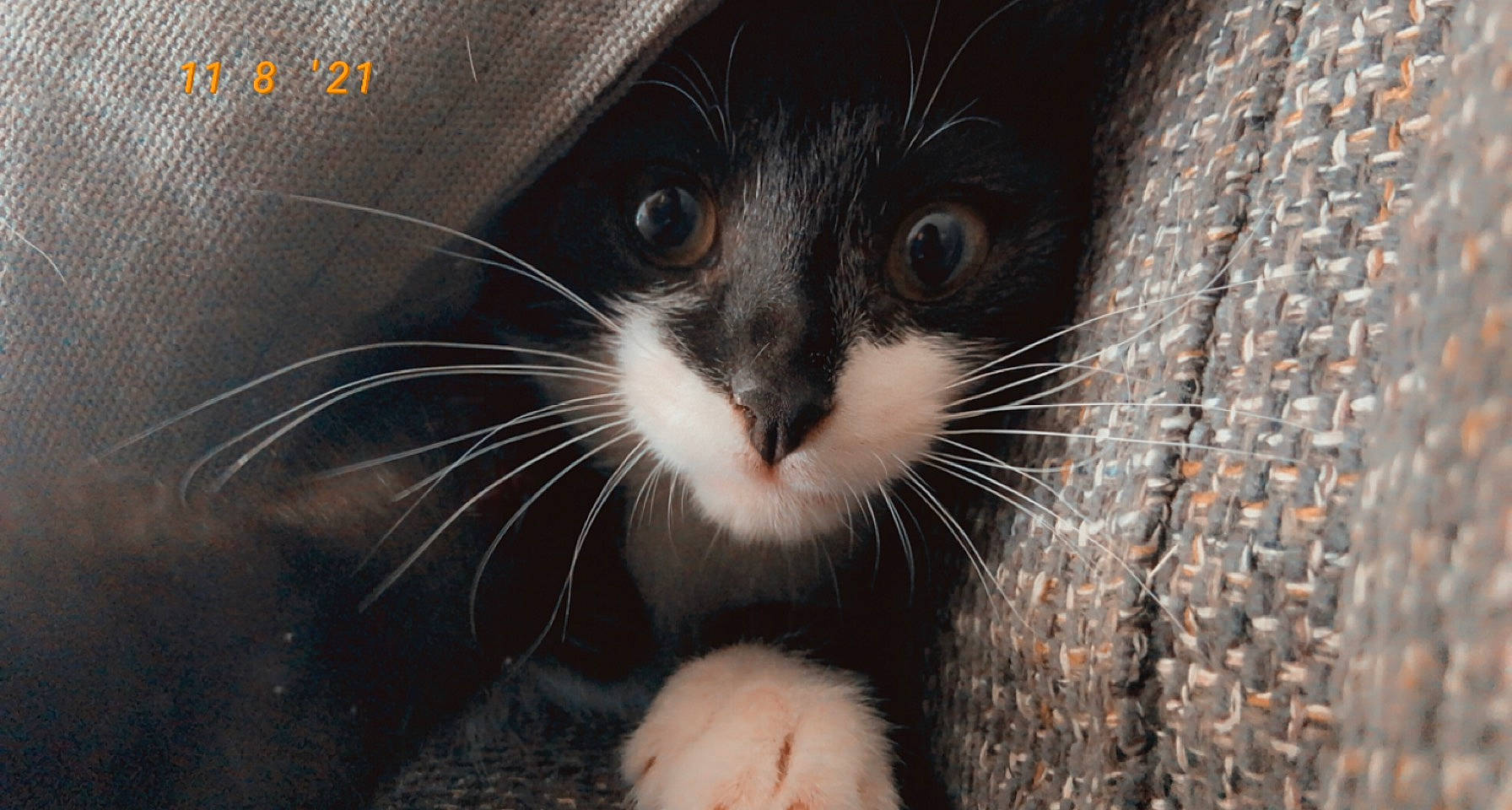 Sachat participe au concours pour gagner de l'argent avec cette photo : black_cat, carnivore, cat, claw, close_up, domestic_short_haired_cat, eyelash, felidae, fur, paw, small_to_medium_sized_cats, snout, tail, terrestrial_animal, whiskers