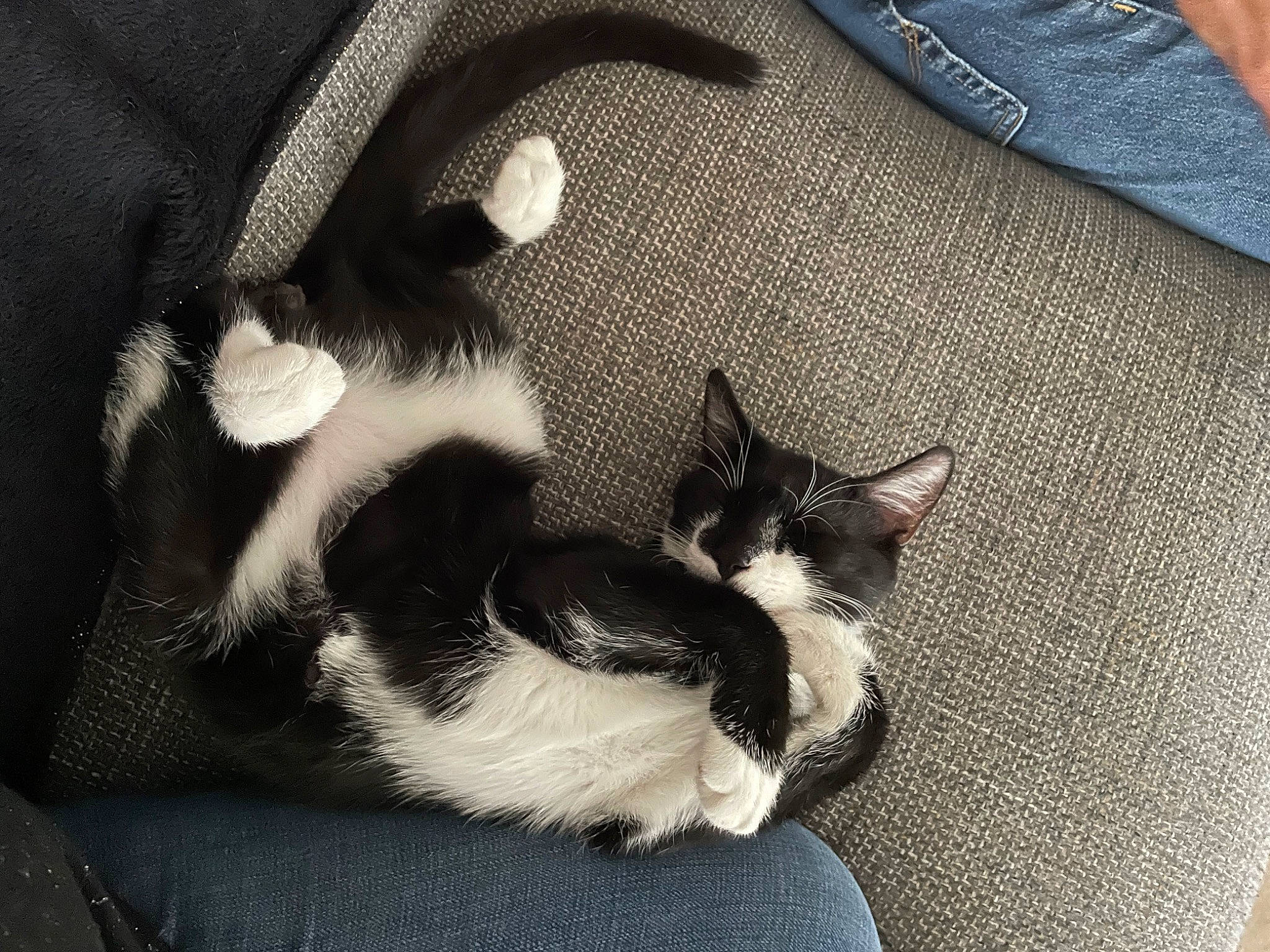 Sachat participe au concours pour gagner de l'argent avec cette photo : button, carnivore, cat, collar, comfort, domestic_short_haired_cat, dress_shirt, electric_blue, eye, felidae, grey, head, human_leg, paw, sleeve, small_to_medium_sized_cats, snout, tail, tints_and_shades, whiskers