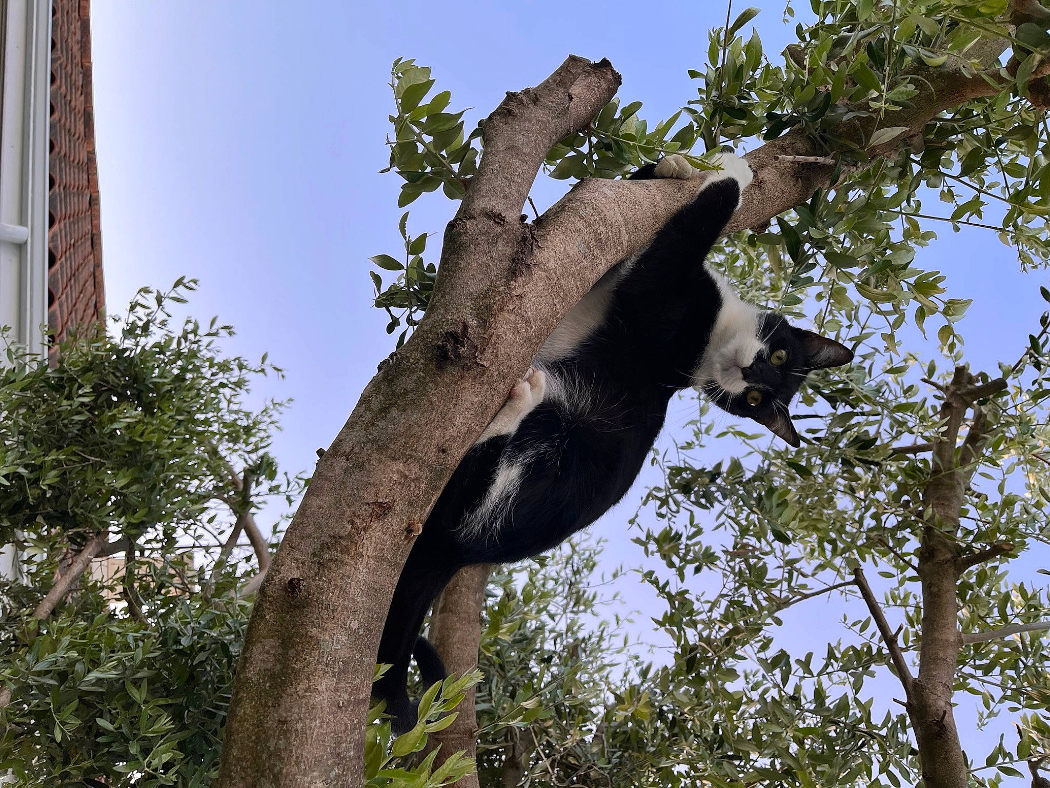Sachat a rejoint le concours — aidez-le/la à gagner de superbes lots ! art, branch, building, marsupial, plant, sculpture, sky, snout, terrestrial_animal, tree, trunk, twig, wildlife, window, wood