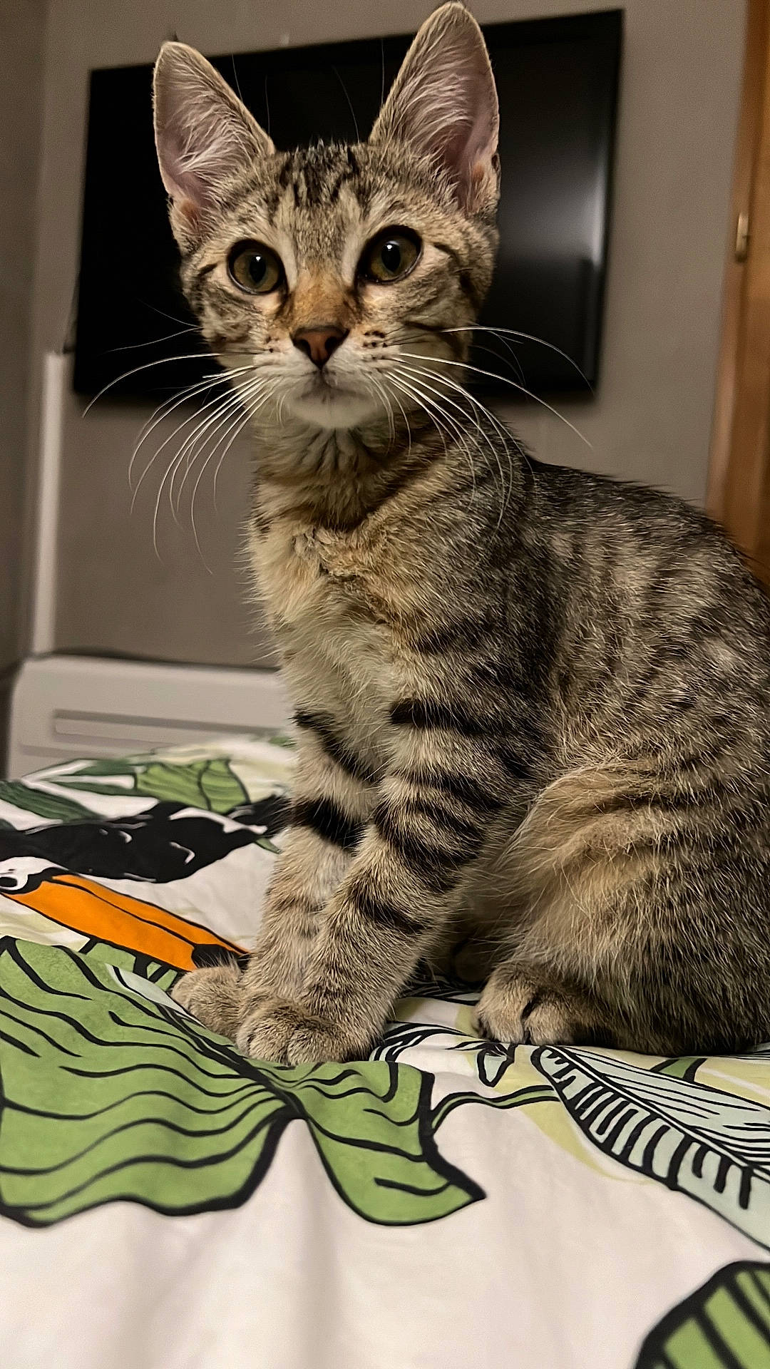 Xena a rejoint le concours — aidez-le/la à gagner de superbes lots ! abyssinian, animal, bed, bedroom, blanket, cat, computerhardware, couch, egyptiancat, electronics, furniture, hardware, indoors, kitten, manx, monitor, pet, room, screen, tv