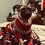 dog, pug, sweater, red, gray, blanket, bed, indoor, pet, cute, animal, portrait, cozy, warm, fur, small_dog, looking, sitting, focus, blurred_background