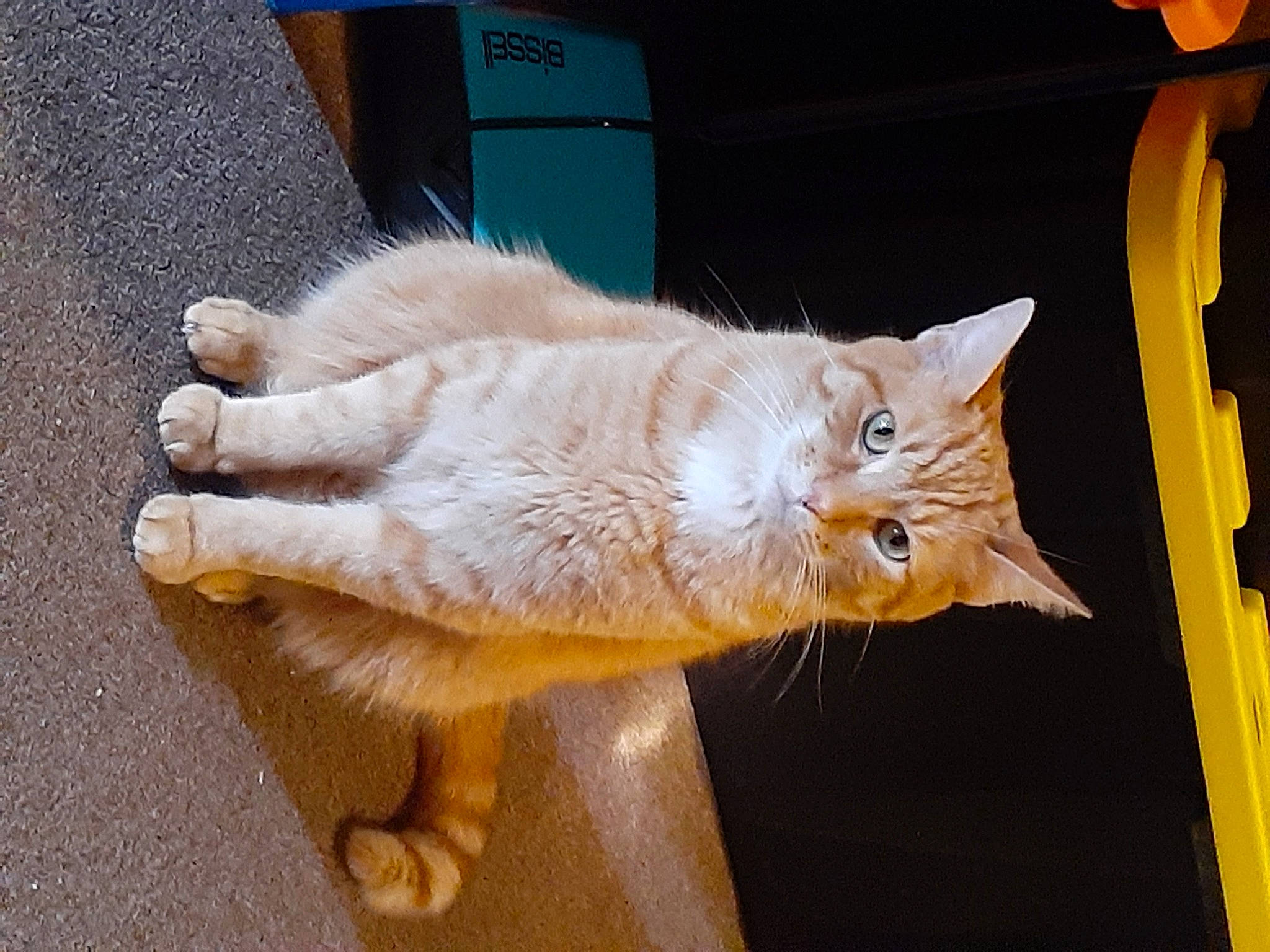 Crumble joined the competition — help win amazing prizes! carnivore, cat, claw, domestic_short_haired_cat, fawn, felidae, flooring, fur, paw, small_to_medium_sized_cats, snout, tail, whiskers, window, wood