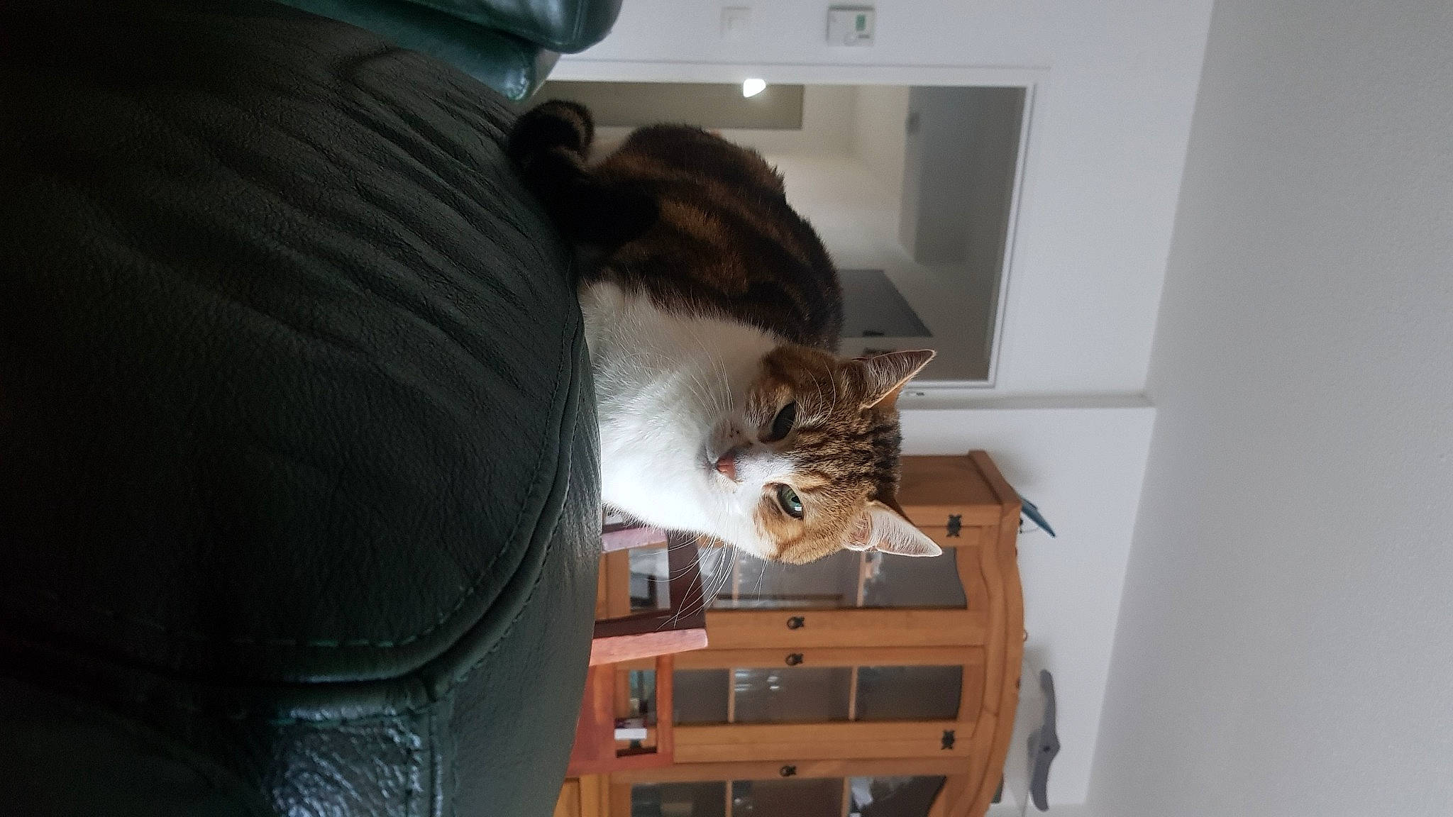 Ratatouille participe au concours pour gagner de l'argent avec cette photo : carnivore, cat, comfort, domestic_short_haired_cat, door, felidae, flooring, fur, hardwood, room, small_to_medium_sized_cats, tail, whiskers, window, wood