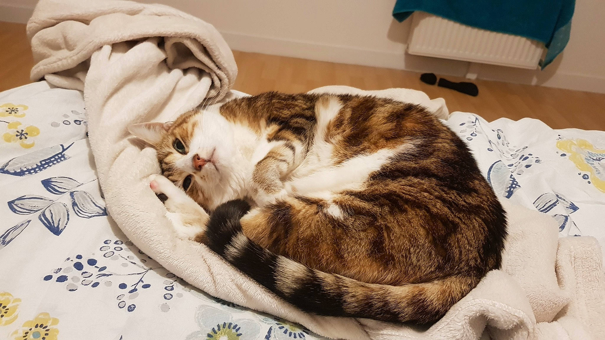 Ratatouille participe au concours pour gagner de l'argent avec cette photo : carnivore, cat, cat_bed, cat_supply, comfort, domestic_short_haired_cat, fawn, felidae, fur, hardwood, linens, mammal, nap, paw, pet_supply, small_to_medium_sized_cats, snout, tail, whiskers, wood