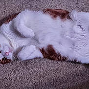 Gnar joined the competition — help win amazing prizes! cat, pet, animal, feline, white_fur, orange_fur, lying_down, carpet, indoor, cute, whiskers, paws, relaxed, curious, closeup, mammal, domestic, fur, pink_nose, ears