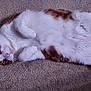 cat, pet, animal, feline, white_fur, orange_fur, lying_down, carpet, indoor, cute, whiskers, paws, relaxed, curious, closeup, mammal, domestic, fur, pink_nose, ears