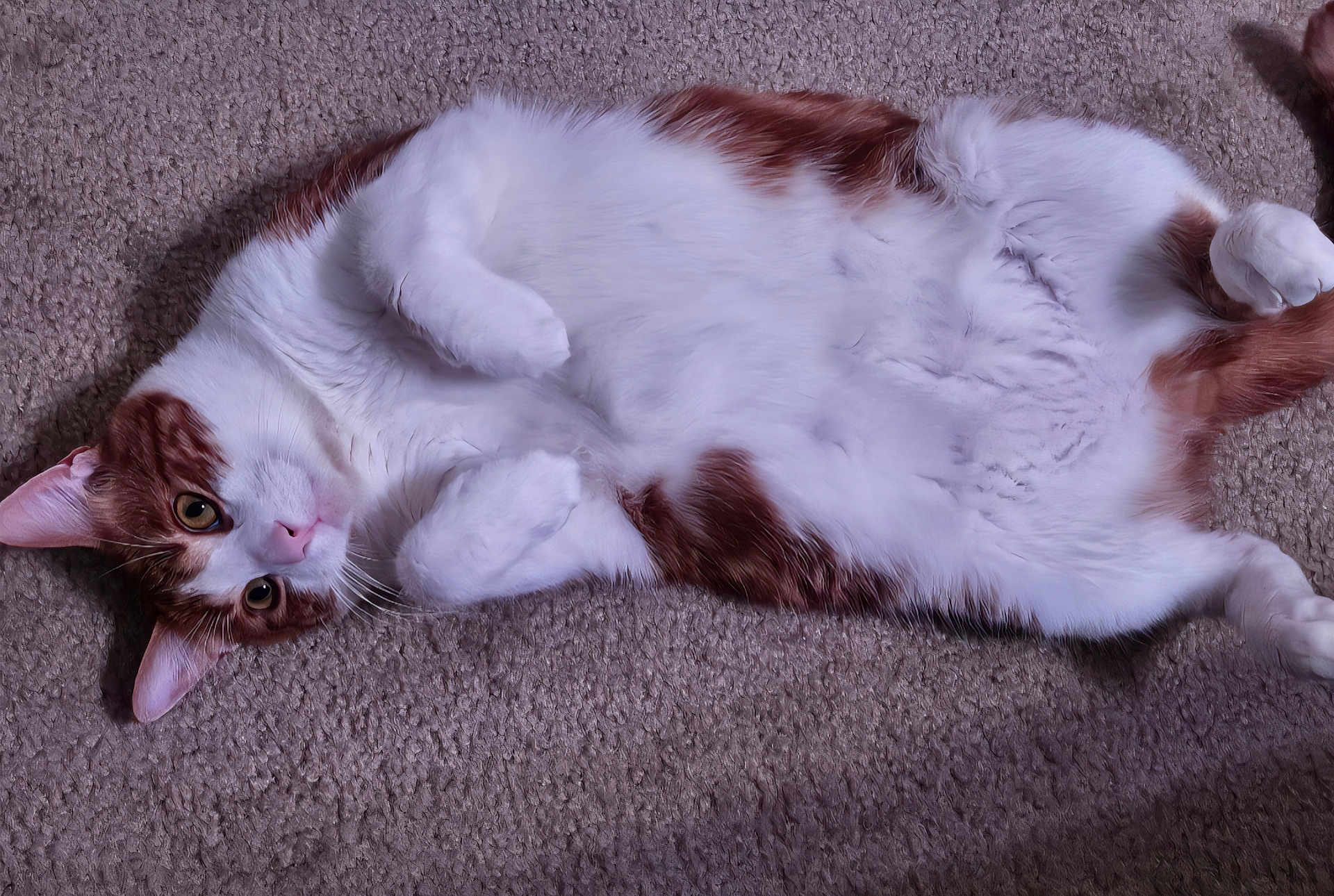 Gnar joined the competition — help win amazing prizes! cat, pet, animal, feline, white_fur, orange_fur, lying_down, carpet, indoor, cute, whiskers, paws, relaxed, curious, closeup, mammal, domestic, fur, pink_nose, ears