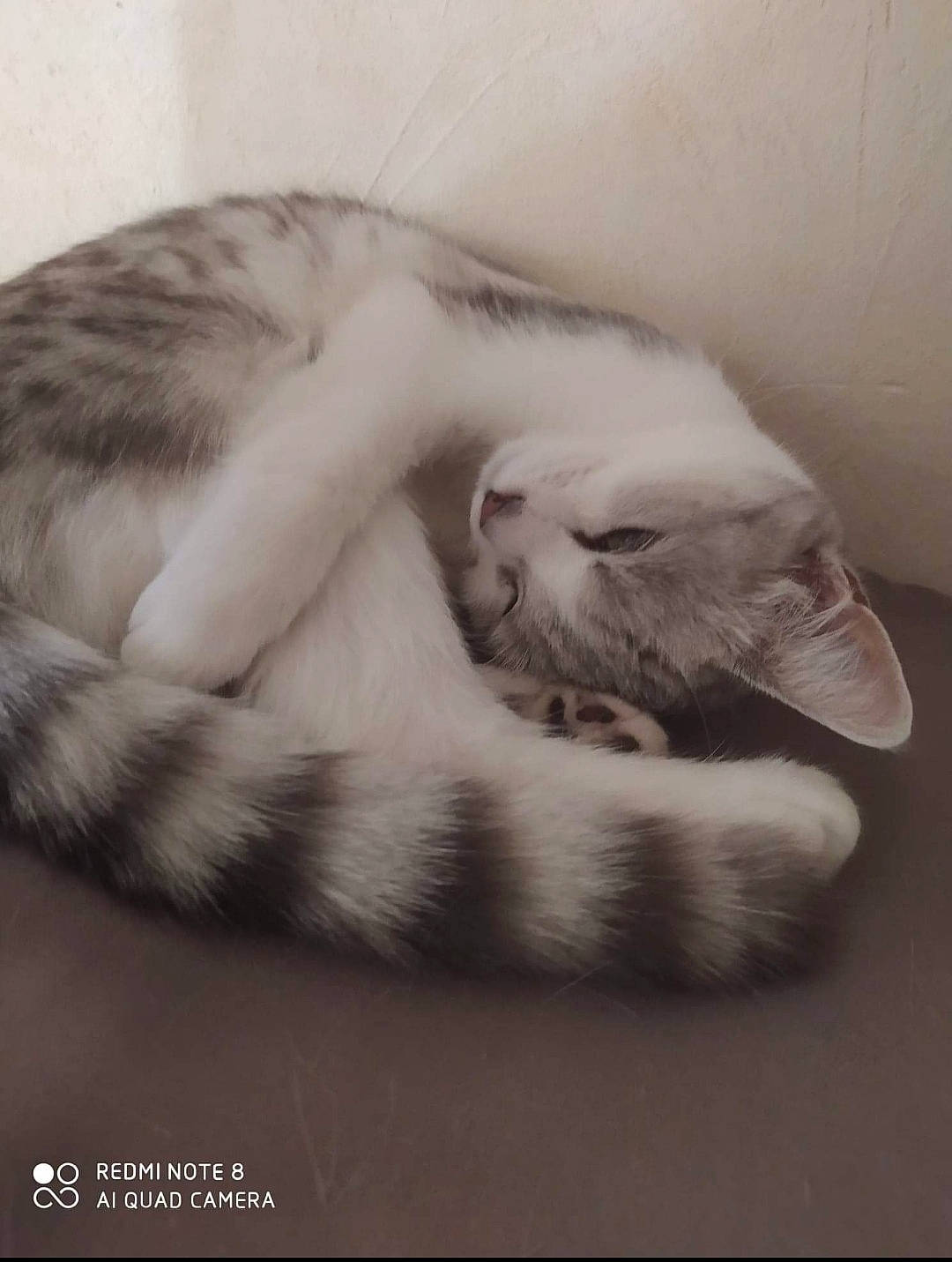 Gripsou a rejoint le concours — aidez-le/la à gagner de superbes lots ! carnivore, cat, comfort, domestic_short_haired_cat, fawn, felidae, fur, grey, jaw, mammal, monochrome, monochrome_photography, nap, paw, small_to_medium_sized_cats, snout, tail, textile, vertebrate, whiskers