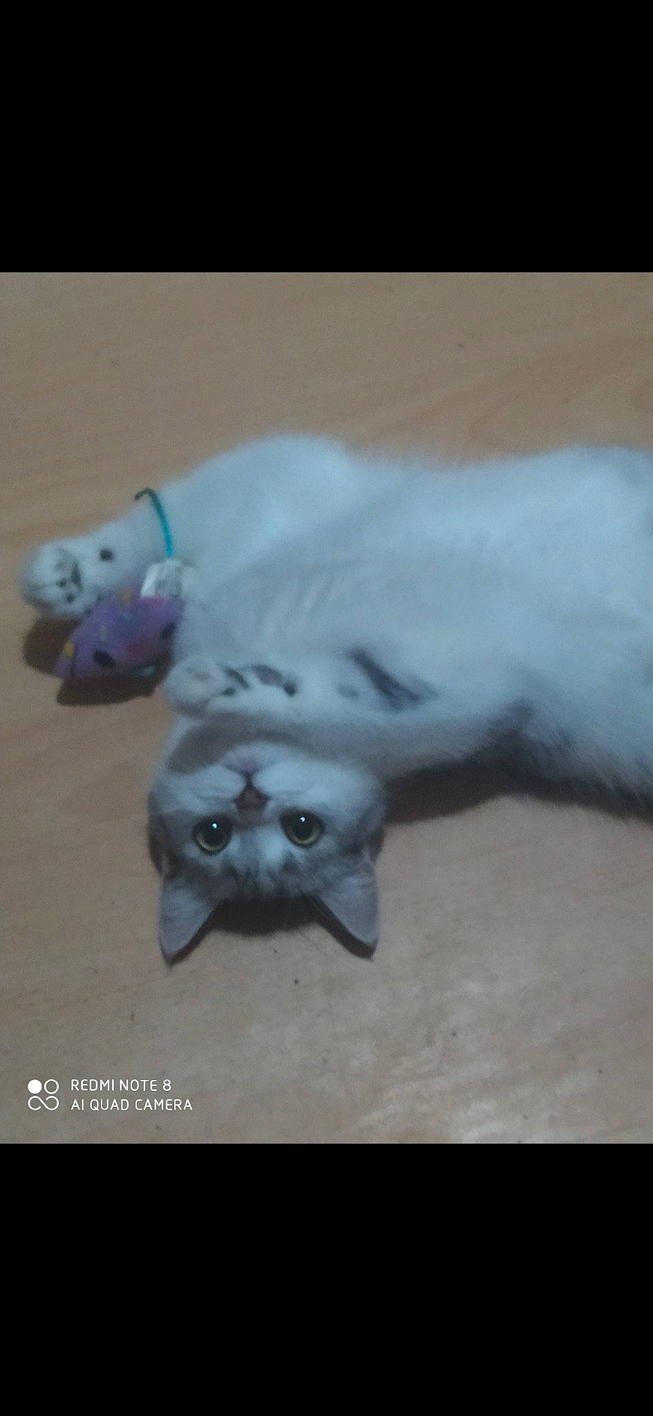 Gripsou a rejoint le concours — aidez-le/la à gagner de superbes lots ! art, canidae, carnivore, cat, companion_dog, dog_breed, eye, fashion_accessory, fawn, felidae, flooring, fur, grey, paw, sitting, small_to_medium_sized_cats, tail, toy, whiskers, wood