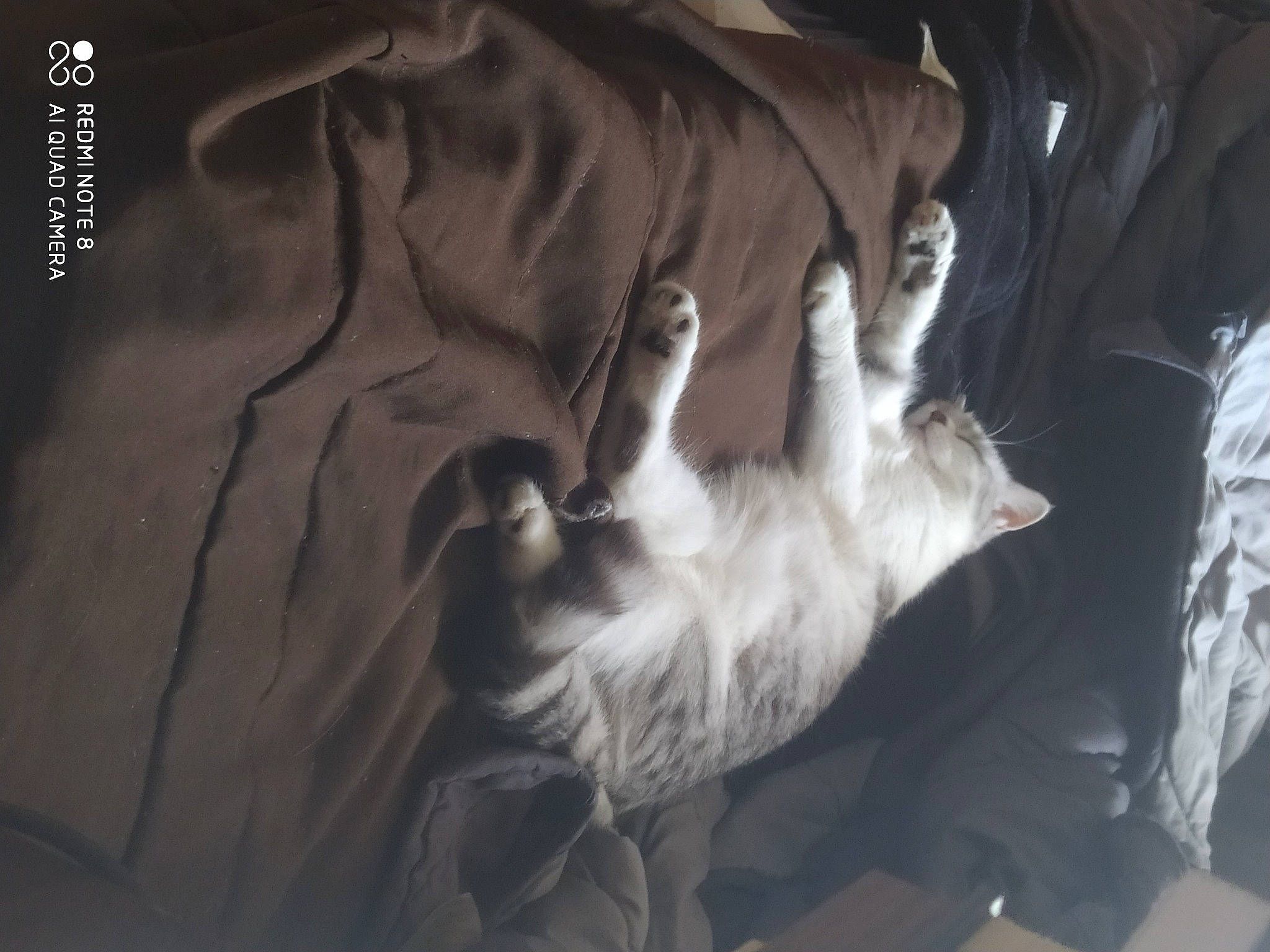 Gripsou a rejoint le concours — aidez-le/la à gagner de superbes lots ! canidae, carnivore, cat, comfort, companion_dog, darkness, dog_breed, domestic_short_haired_cat, fawn, felidae, fur, gesture, grey, human_leg, monochrome_photography, paw, small_to_medium_sized_cats, sporting_group, tail, whiskers