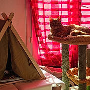 Abyss a rejoint le concours — aidez-le/la à gagner de superbes lots ! cat, cat_tree, indoor, tent, curtains, red_curtains, sunlight, cozy, pet, feline, resting, furniture, home, soft_light, relaxing, animal, window, fabric, shade, room