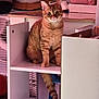 Abyss a rejoint le concours — aidez-le/la à gagner de superbes lots ! cat, ginger_cat, tabby, indoor, shelf, pet, animal, feline, curious, orange_fur, household, cozy, fur, whiskers, ears, tail, eyes, sitting, looking, domestic