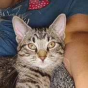 Superman is registered to the contest to win money with this photo: animal, arm, blue_shirt, cat, close_up, companion, cozy, cute, domestic, eyes, feline, fur, heart_design, indoor, kitten, person, pet, resting, tabby, whiskers