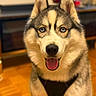 dog, husky, siberian_husky, pet, animal, blue_eyes, tongue_out, smiling, fluffy, fur, pointed_ears, black_and_white, gray_coat, harness, sitting, portrait, indoors, wooden_floor, blurred_background, close_up
