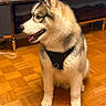 Akira a rejoint le concours — aidez-le/la à gagner de superbes lots ! dog, husky, siberian_husky, pet, canine, fluffy, fur, blue_eyes, pointed_ears, open_mouth, smiling, harness, sitting, indoor, living_room, wood_floor, parquet, furniture, portrait, animal_photography
