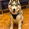 Akira a rejoint le concours — aidez-le/la à gagner de superbes lots ! dog, siberian_husky, pet, canine, sitting, portrait, tongue_out, happy, fluffy, black_and_white, blue_eyes, harness, indoors, living_room, wooden_floor, furniture, television, home, animal, pet_portrait