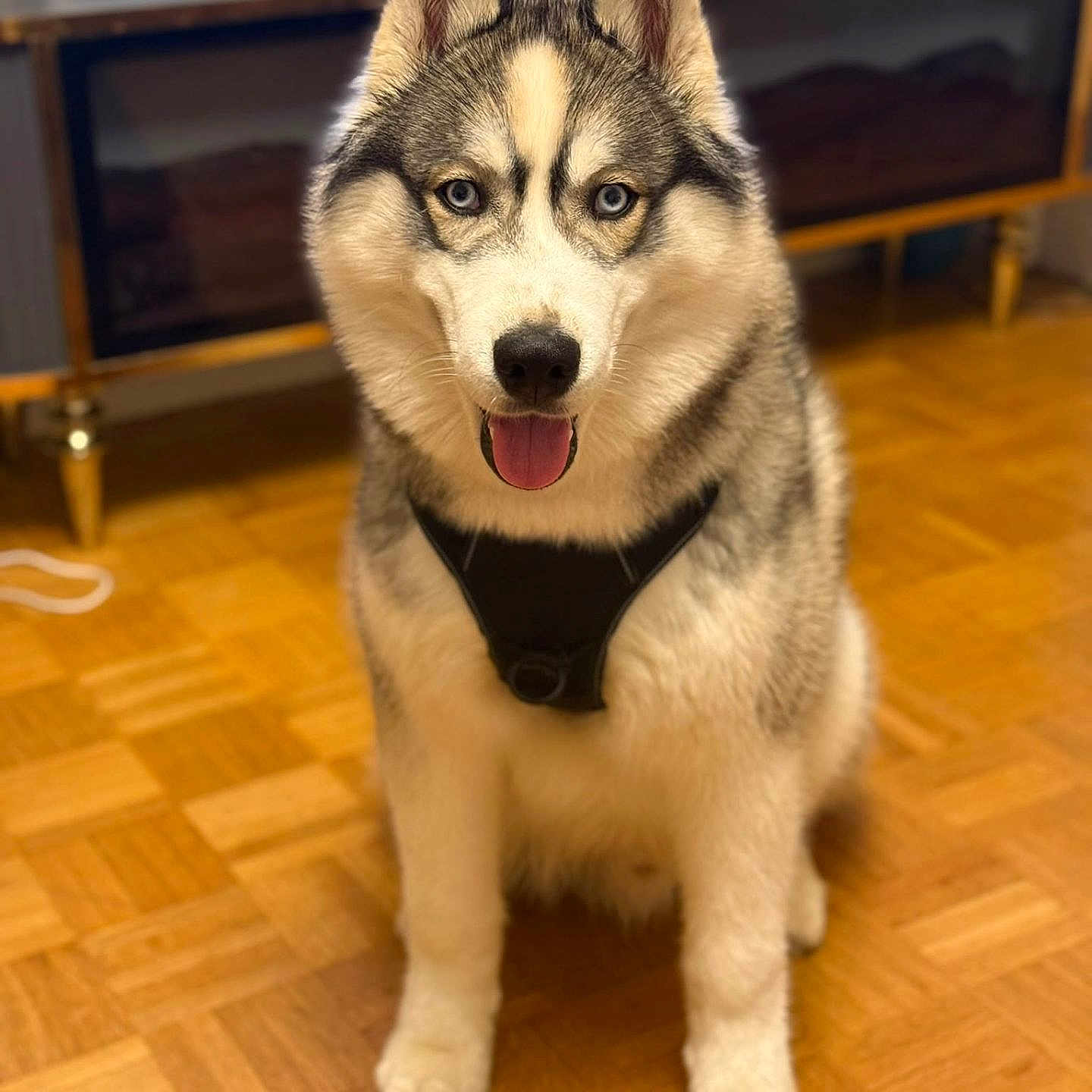 Akira