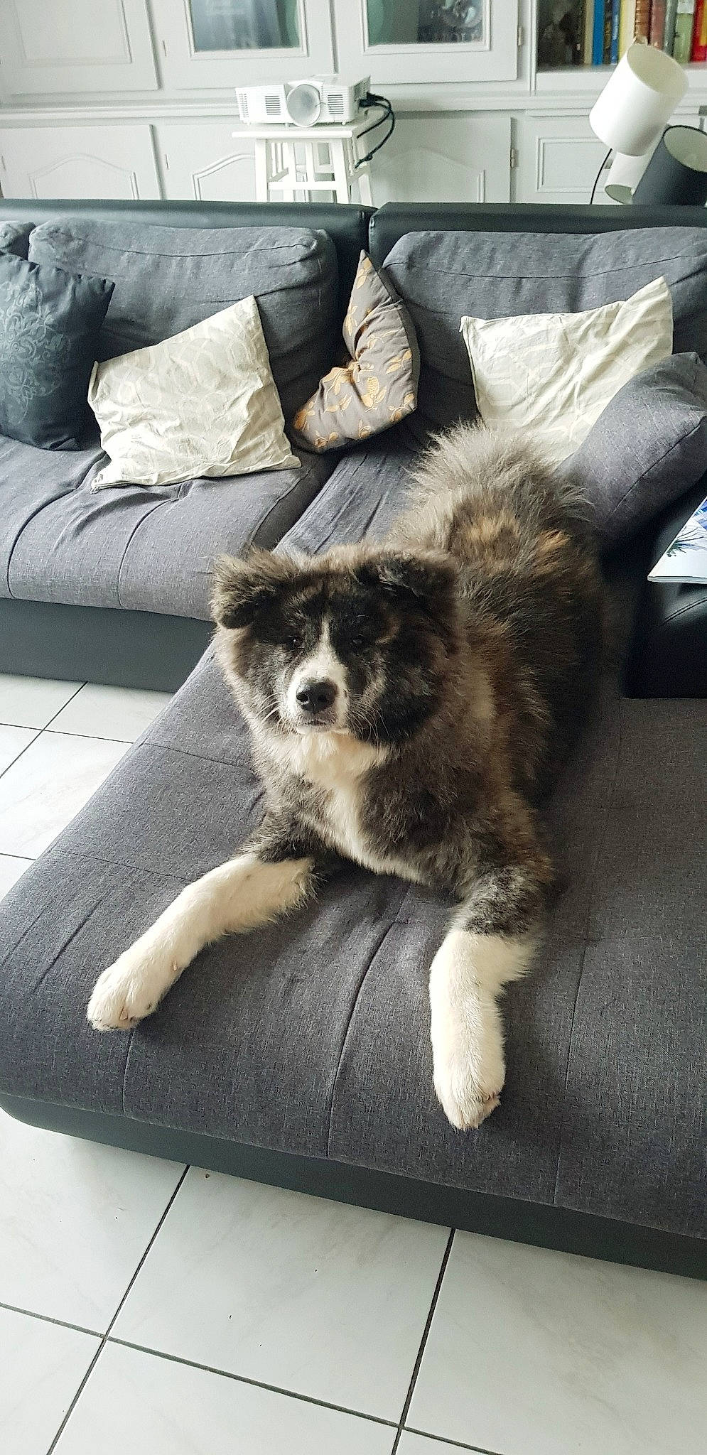 Pétrus a rejoint le concours — aidez-le/la à gagner de superbes lots ! akita, akita_inu, canidae, carnivore, companion_dog, dog, dog_breed, mammal, vertebrate