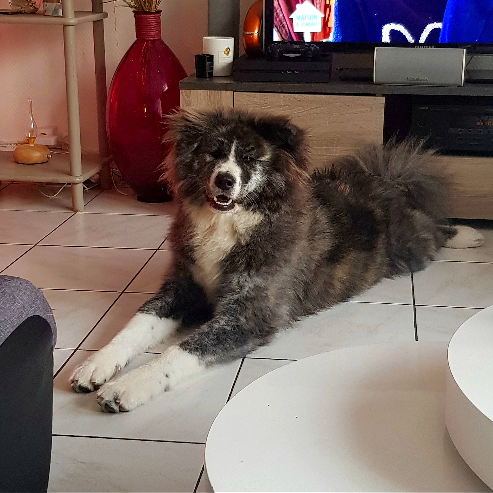 Pétrus a rejoint le concours — aidez-le/la à gagner de superbes lots ! border_collie, canidae, carnivore, companion_dog, dog, dog_breed, fur, mammal, puppy, sporting_group