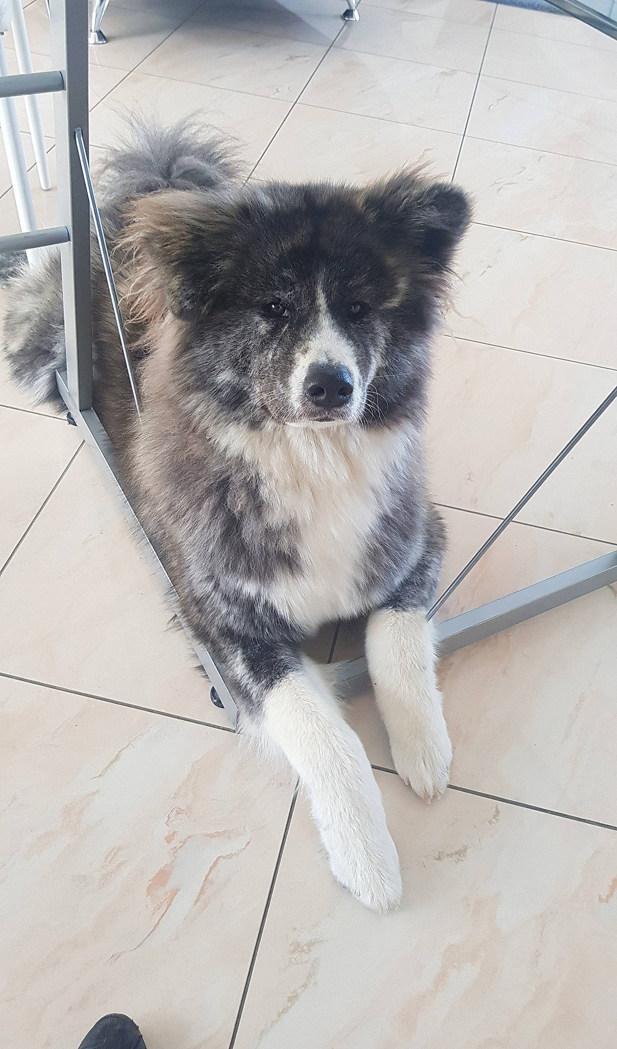 Pétrus participe au concours pour gagner de l'argent avec cette photo : akita, border_collie, canidae, carnivore, companion_dog, dog, dog_breed, elo, mammal, pomeranian, rare_breed_dog, sporting_group, vertebrate, working_dog