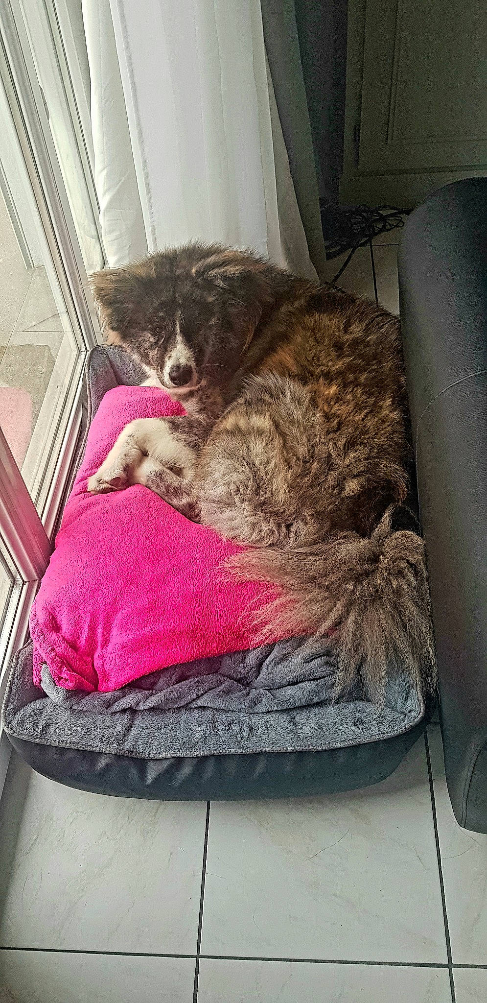 Pétrus a rejoint le concours — aidez-le/la à gagner de superbes lots ! canidae, carnivore, comfort, companion_dog, dog, dog_breed, fur, furniture, puppy, spaniel, sporting_group