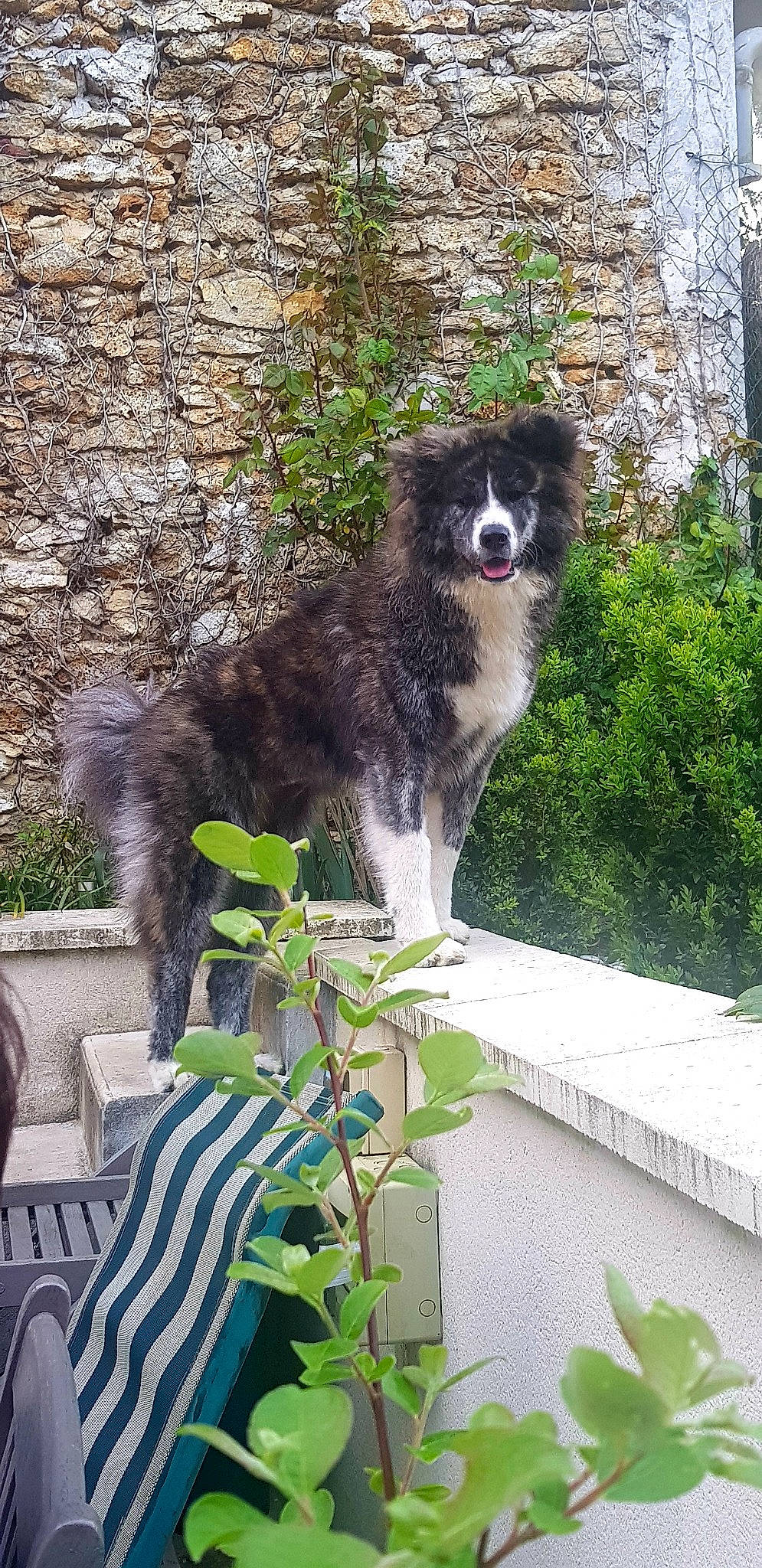 Pétrus a rejoint le concours — aidez-le/la à gagner de superbes lots ! border_collie, canidae, carnivore, dog, dog_breed, herding_dog, karakachan_dog, mammal, moscow_watchdog, plant, sporting_group, vertebrate