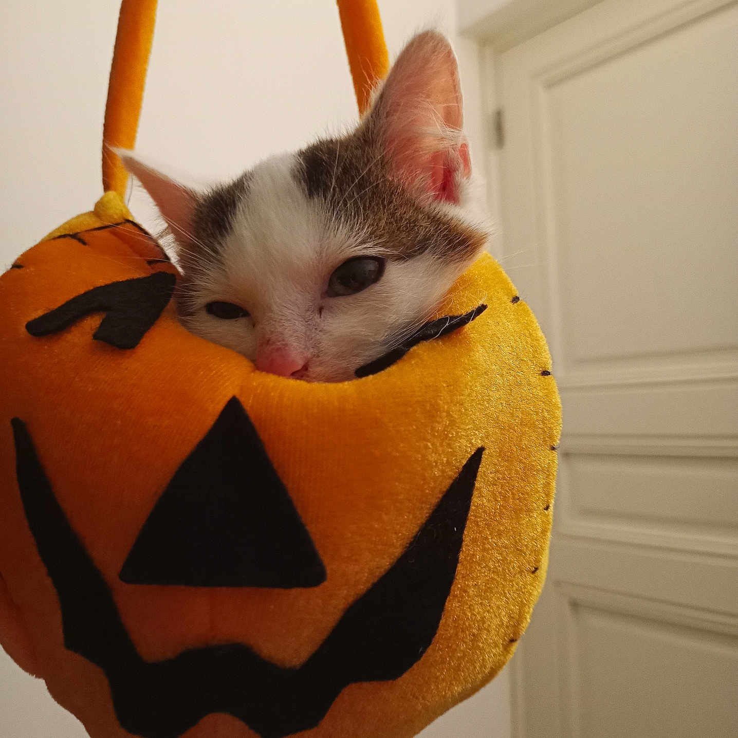 Moshi a rejoint le concours — aidez-le/la à gagner de superbes lots ! abyssinian, accessories, animal, bag, blackcat, cat, festival, food, handbag, kitten, lamp, lantern, manx, pet, plant, produce, pumpkin, purse, triangle, vegetable