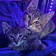Minka is registered to the contest to win money with this photo: animal, blanket, cat, close_up, cozy, cuddle, cute, ears, eyes, feline, fur, indoor, kitten, pet, purple_light, resting, soft_texture, tabby, twinkling_lights, whiskers