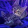 animal, blanket, cat, close_up, cozy, cuddle, cute, ears, eyes, feline, fur, indoor, kitten, pet, purple_light, resting, soft_texture, tabby, twinkling_lights, whiskers