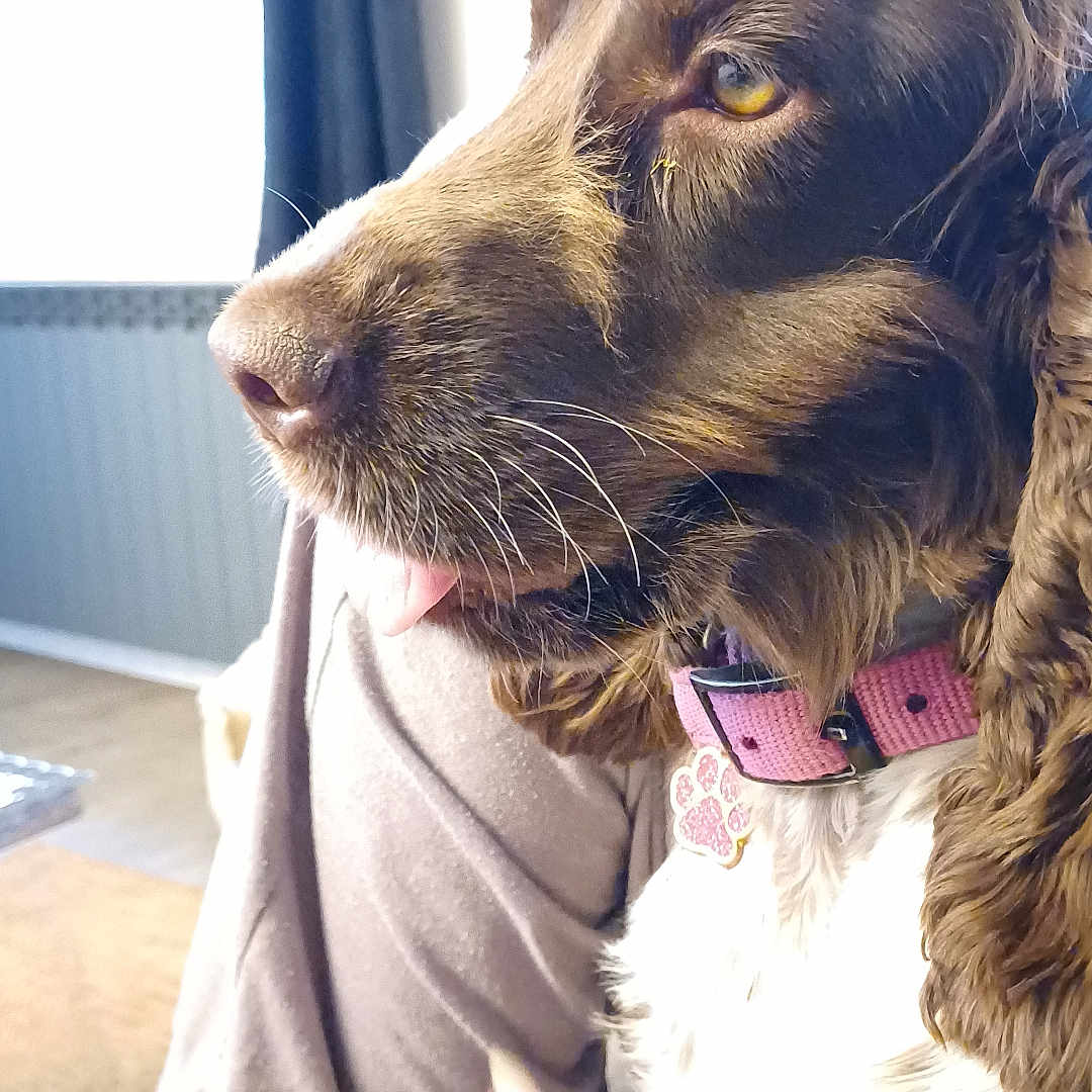 Daisy a rejoint le concours — aidez-le/la à gagner de superbes lots ! brown_fur, close_up, collar, companion, cozy, curtain, dog, domestic_animal, floor, furniture, home, indoor, lap, person, pet, relaxed, side_profile, tongue_out, warm_light, white_fur