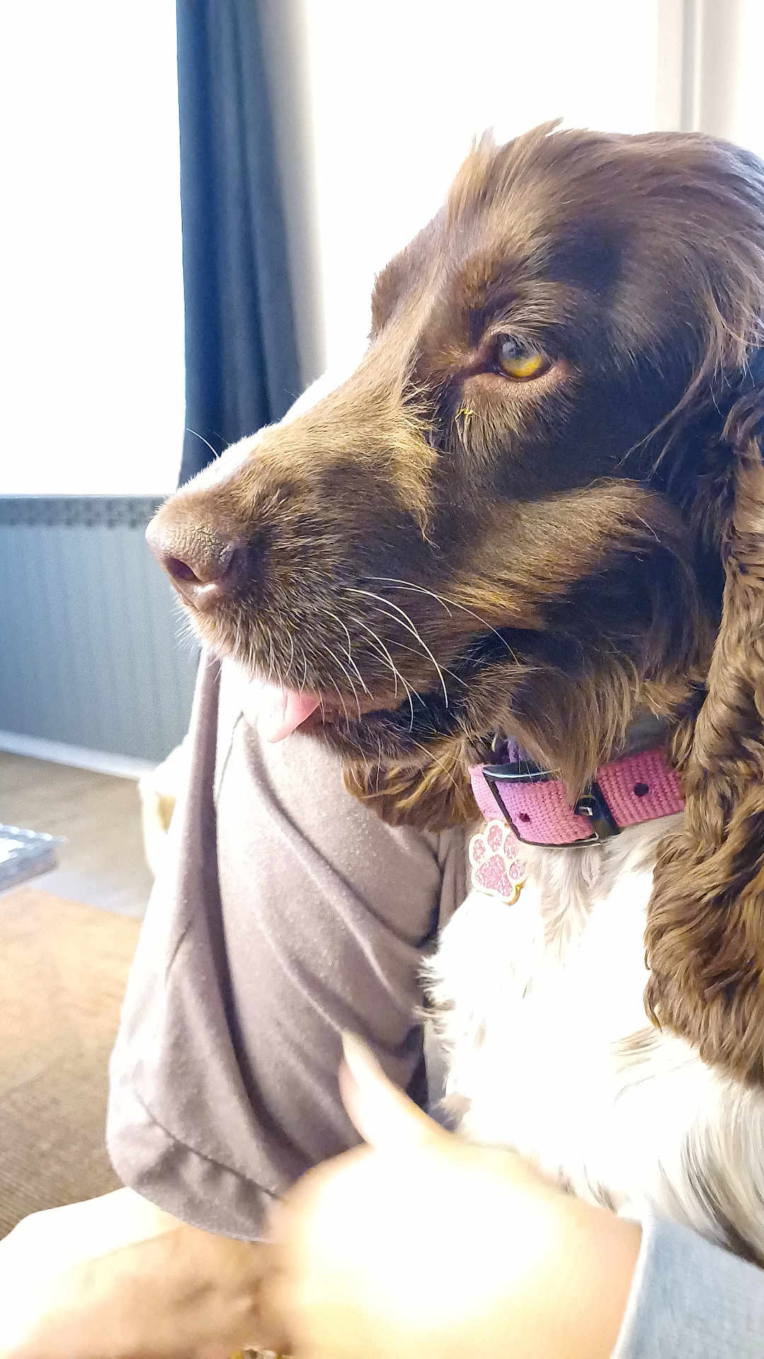 Daisy