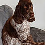 dog, brown, white, fur, sitting, couch, indoor, pet, canine, long_ears, curly_fur, collar, side_view, resting, domestic_animal, mammal, companion, furniture, blanket, quiet